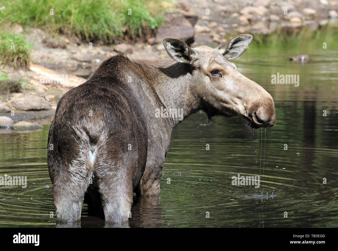 13.07.2018, Markaryd, Kronobergs laen, Sweden - Moose cow is in the water. 00S180713D625CAROEX.JPG [MODEL RELEASE: NOT APPLICABLE, PROPERTY RELEASE: N Stock Photo