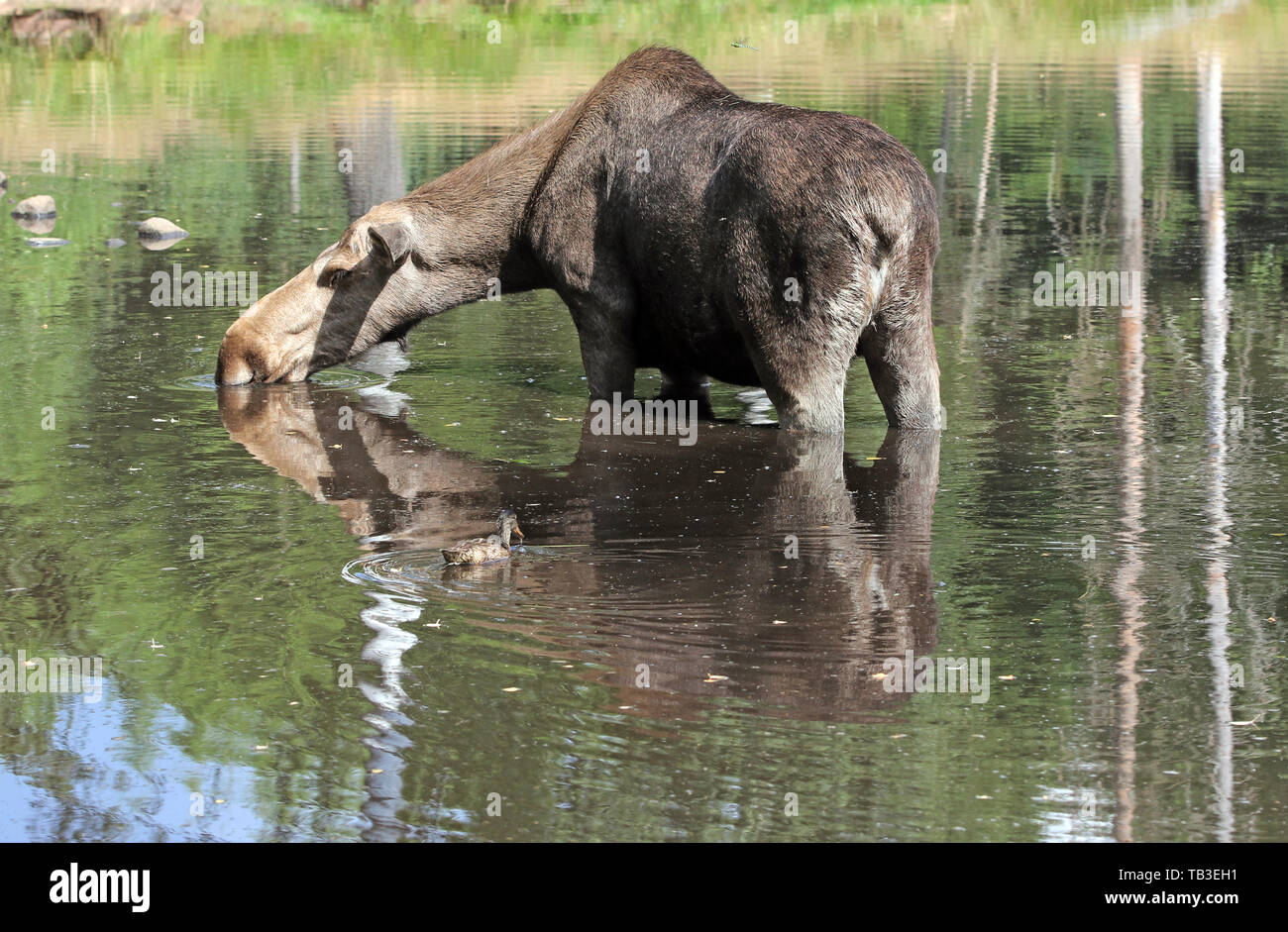 13.07.2018, Markaryd, Kronobergs laen, Sweden - Moose cow is standing in the water drinking. 00S180713D626CAROEX.JPG [MODEL RELEASE: NOT APPLICABLE, P Stock Photo