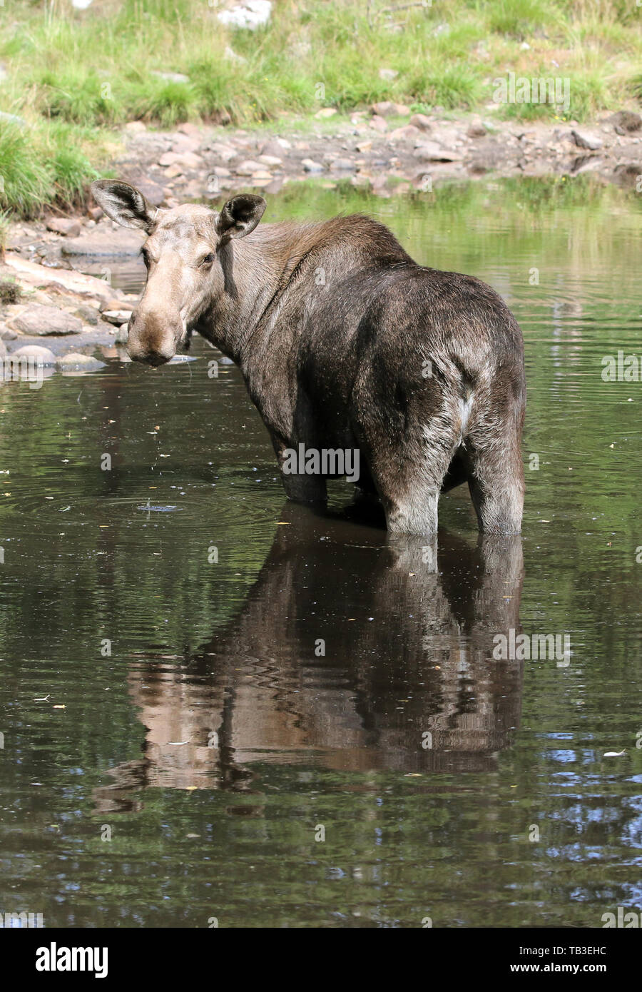 13.07.2018, Markaryd, Kronobergs laen, Sweden - Moose cow is in the water. 00S180713D627CAROEX.JPG [MODEL RELEASE: NOT APPLICABLE, PROPERTY RELEASE: N Stock Photo