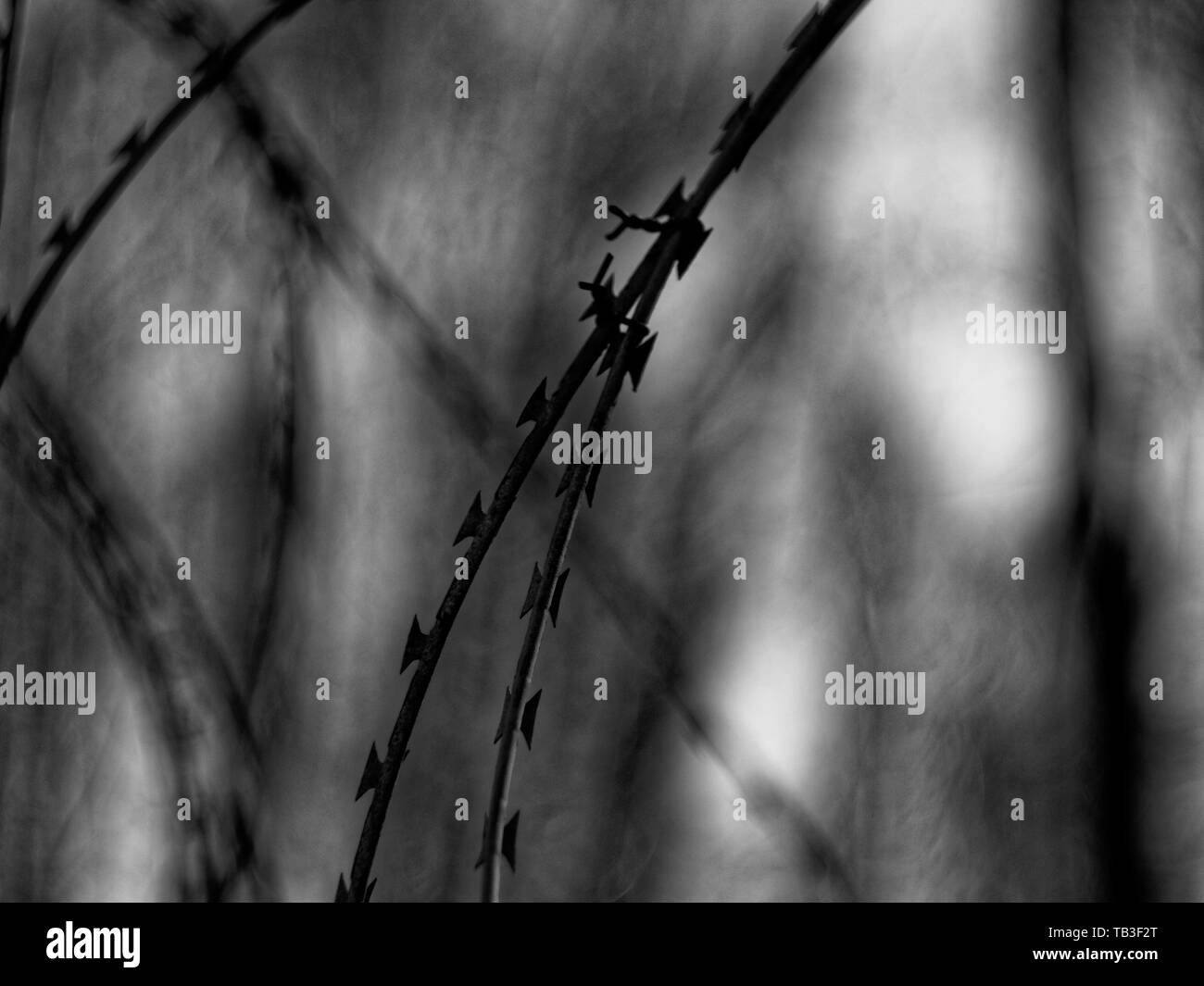 Electric barbed wire fence Black and White Stock Photos & Images - Alamy