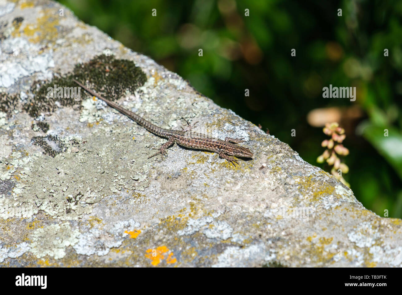 Small lizard sunbathing on top of a rock Stock Photo