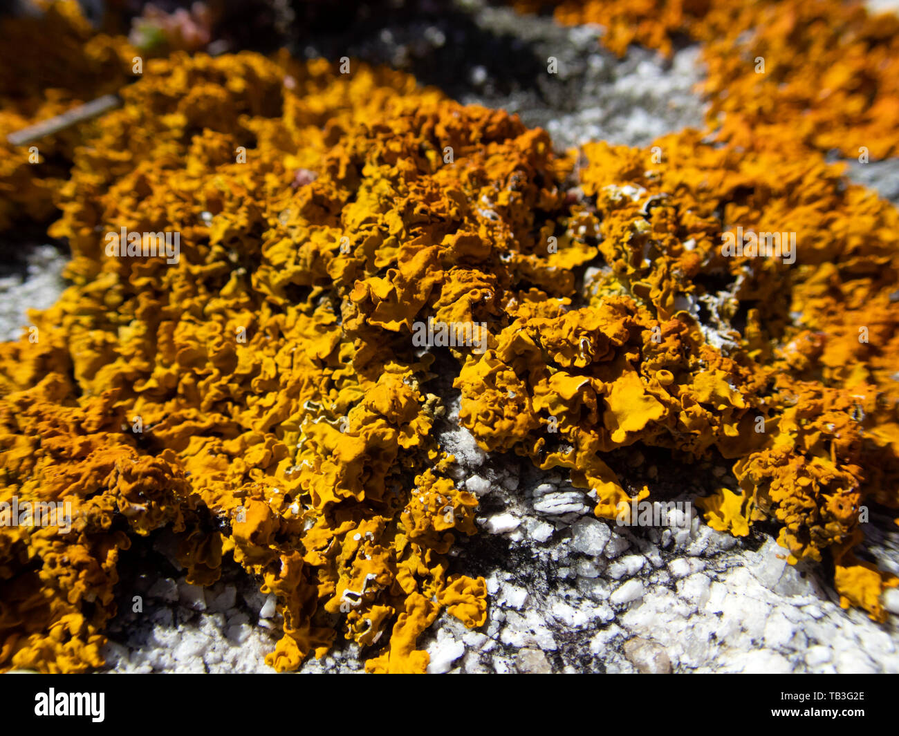 Lichen growing on rock Stock Photo