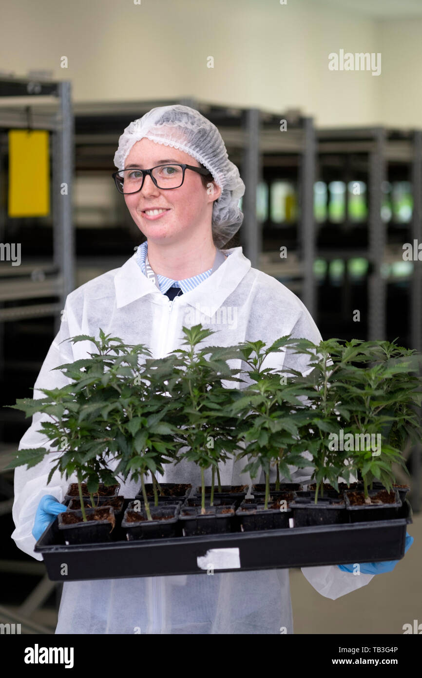 Female worker holding cannabis plants at an industrial cannabis plantation farm green house Stock Photo