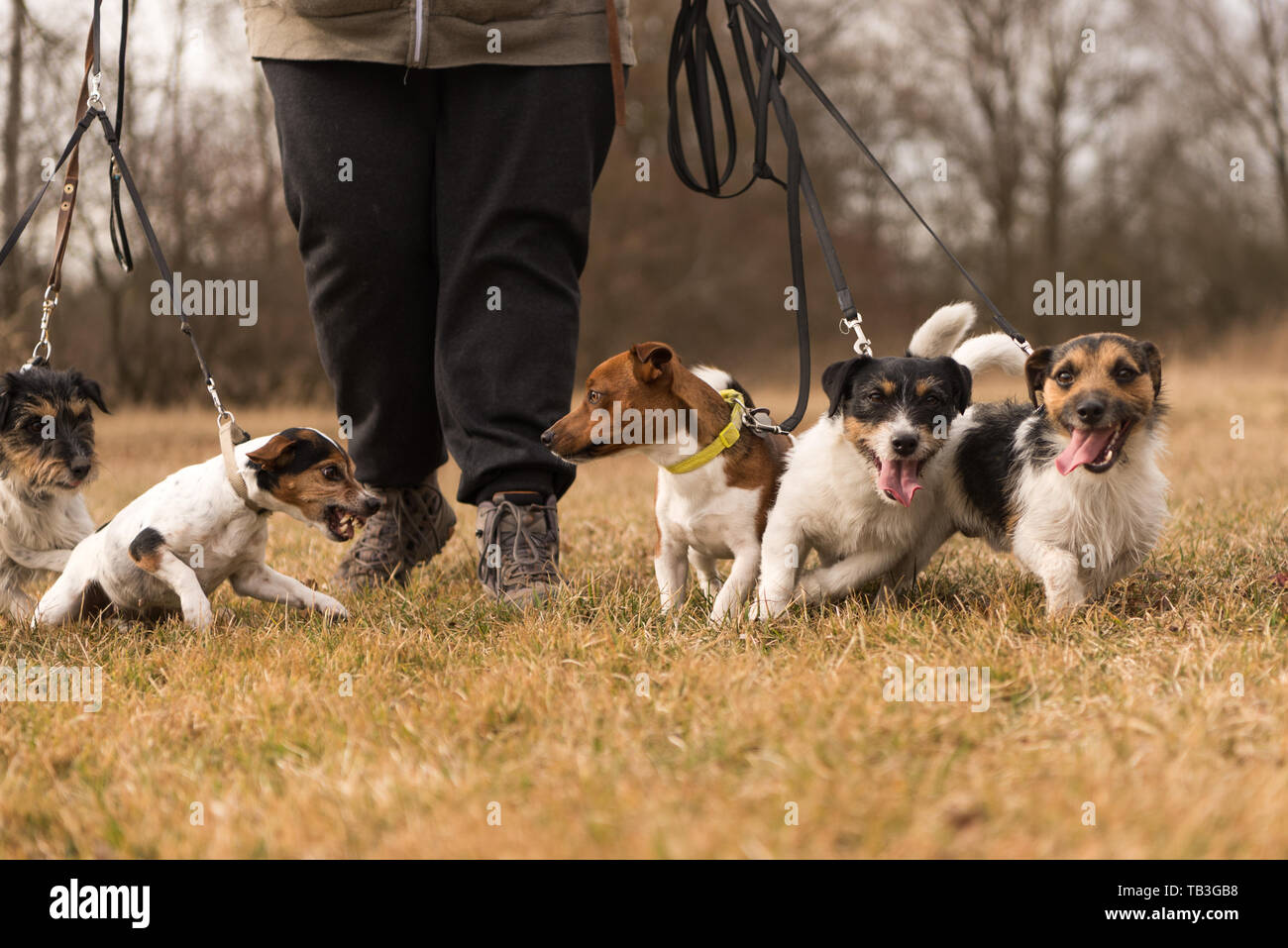 Owner walk with many dogs at the leash jack russell terrier pack Stock Photo Alamy