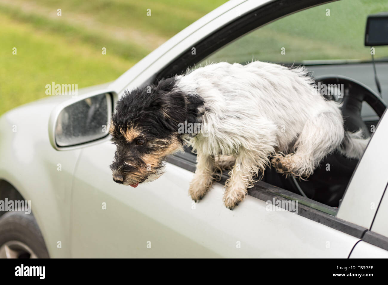 small dog is sitting in a car and looking out of the car window jack russell terrier 2 years old TB3GEE
