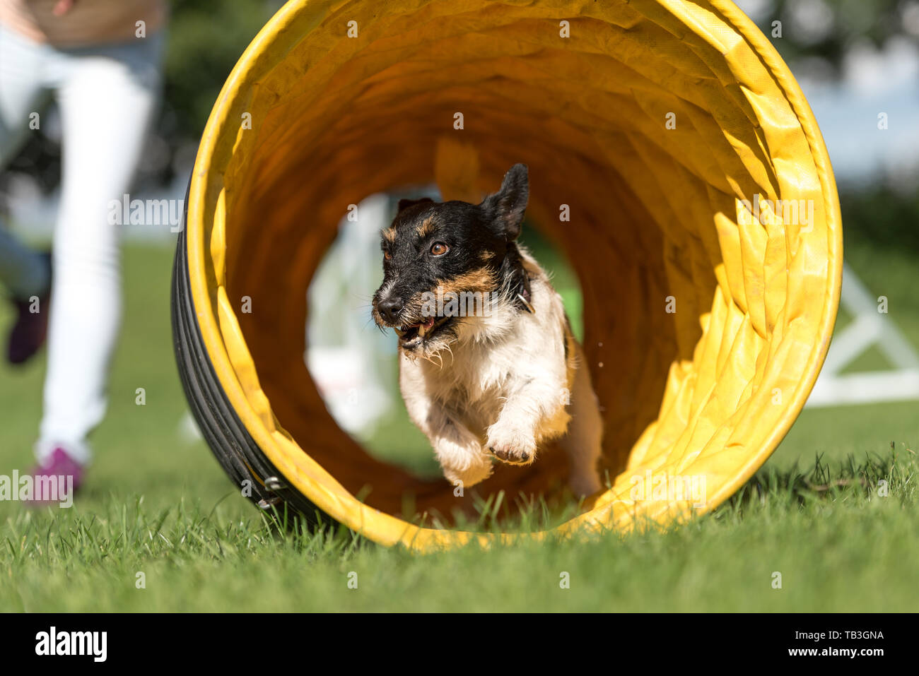 Dog runs fast through an agility tunnel . Tricolor Jack Russell Terrier