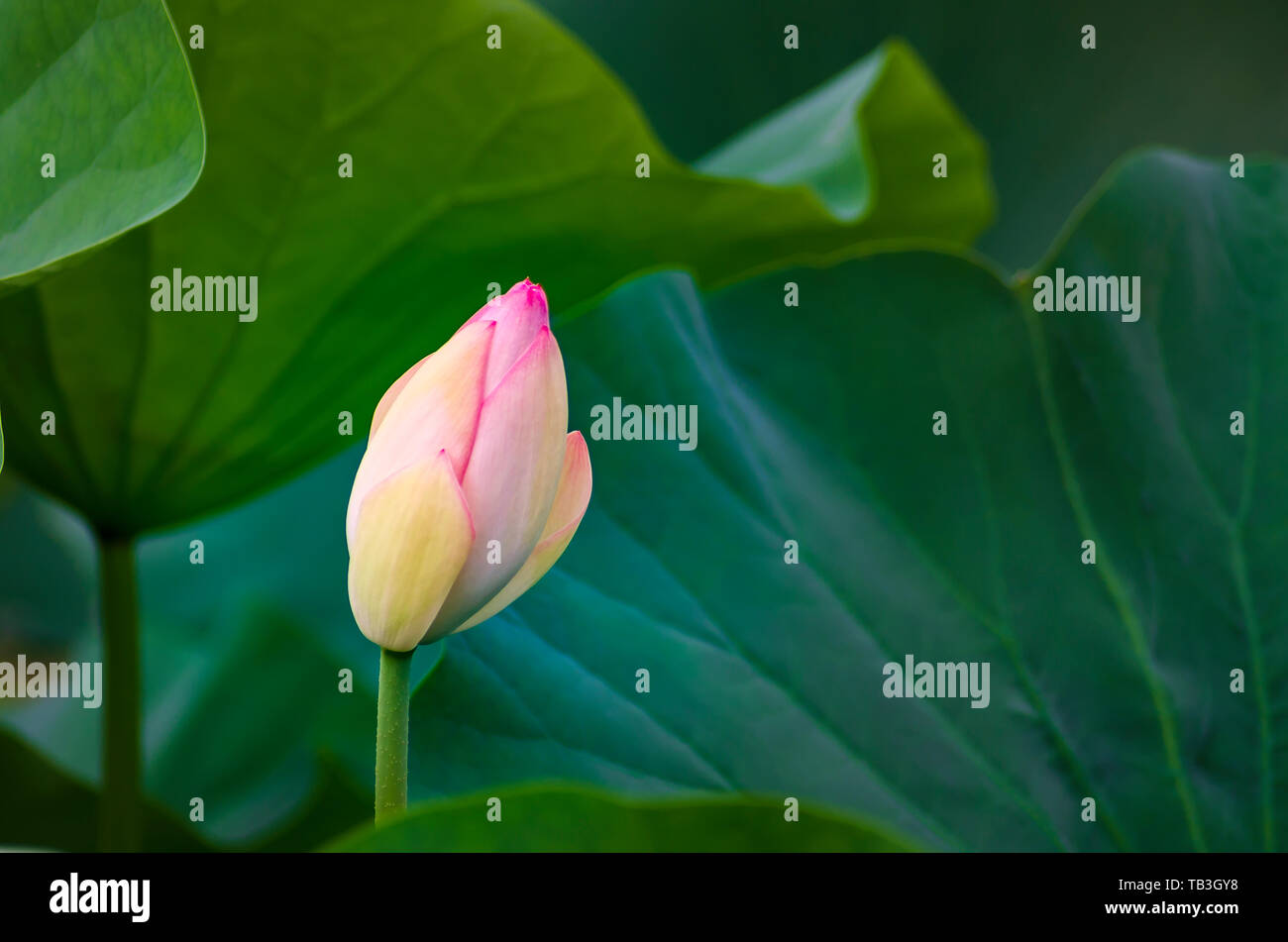 Blooming lotus flower bud and green leaves Stock Photo