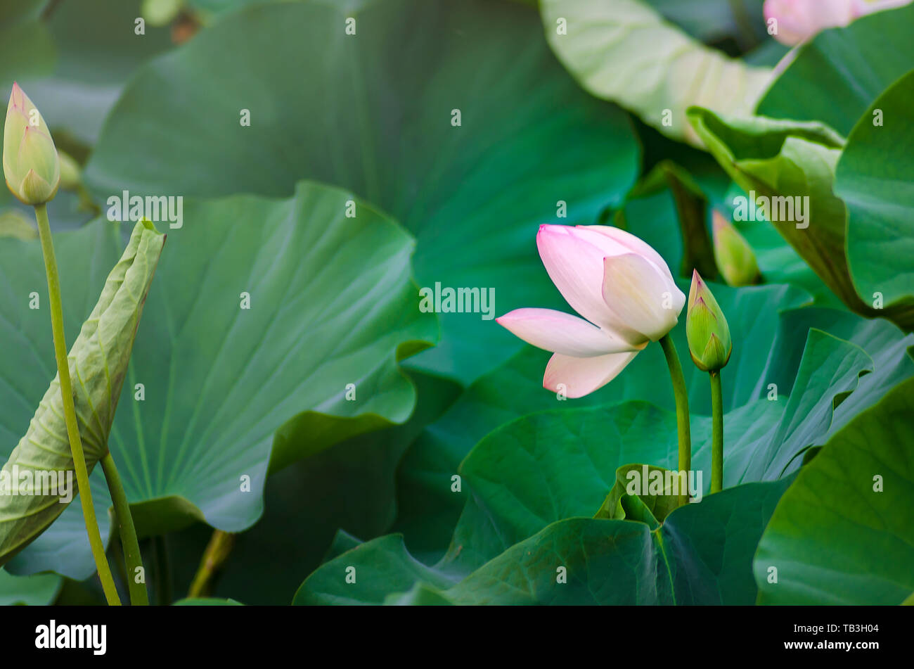 Blooming lotus flower bud and green leaves Stock Photo