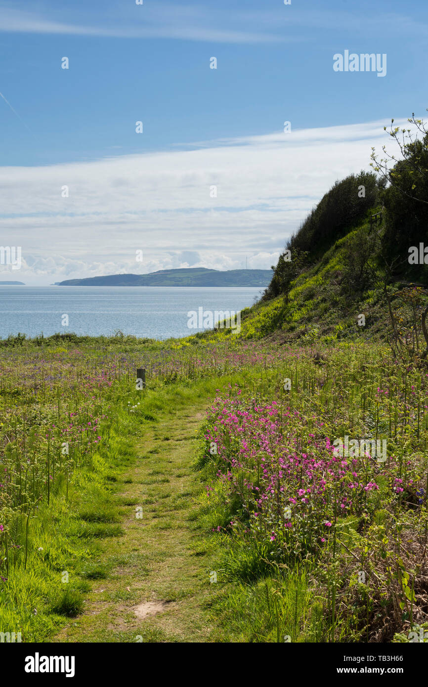 Wild flowers on the Anglesey Coastal Path - Benllech, Anglesey, Wales, Uk Stock Photo