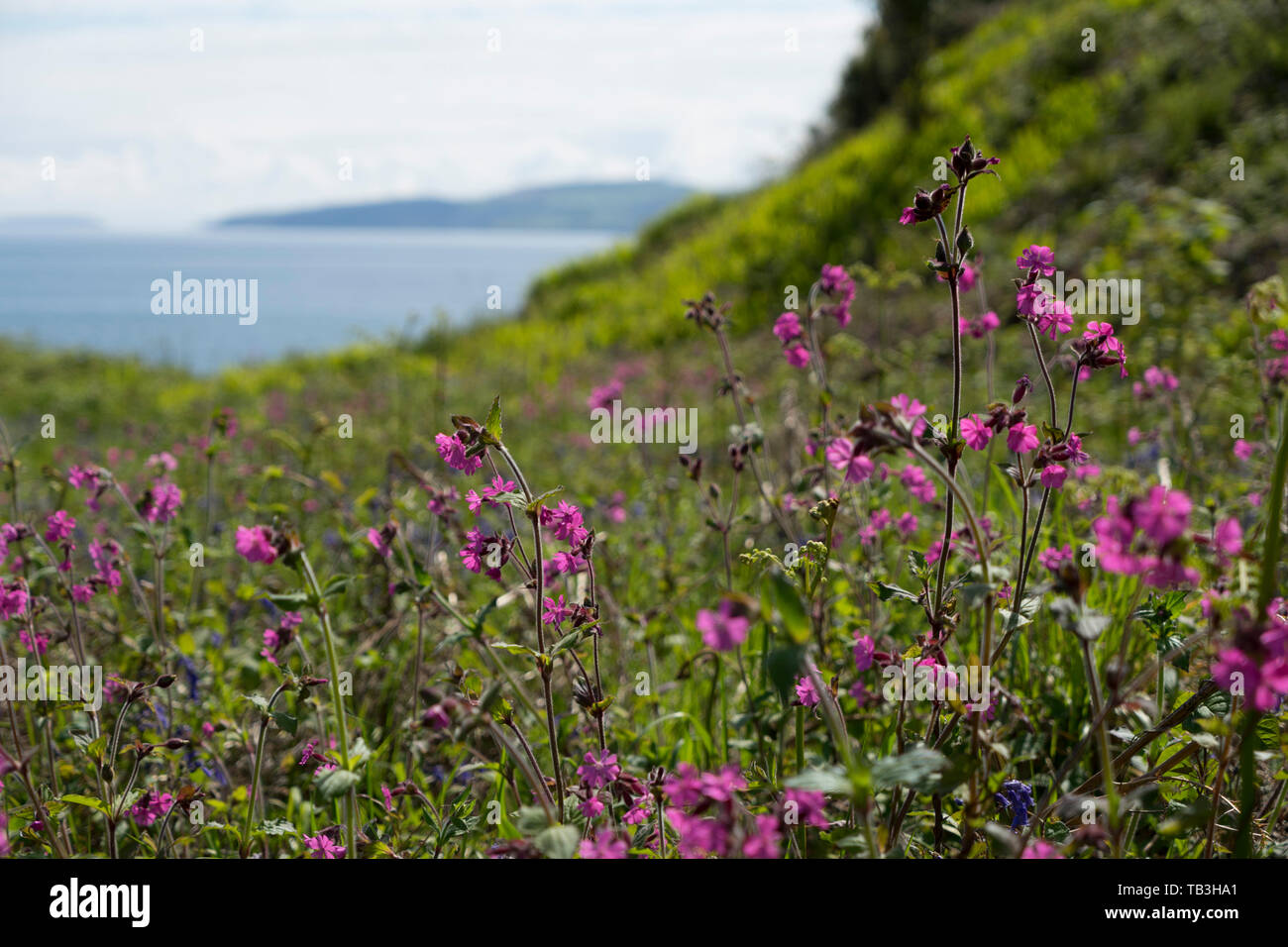 Wild flowers on the Anglesey Coastal Path - Benllech, Anglesey, Wales, Uk Stock Photo