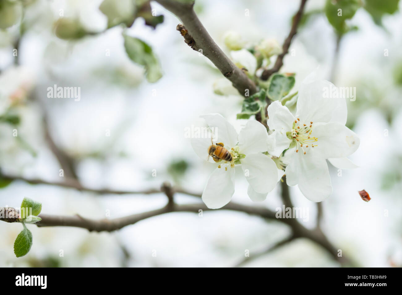 Honey bee pollinating apple blossom in spring garden Stock Photo - Alamy