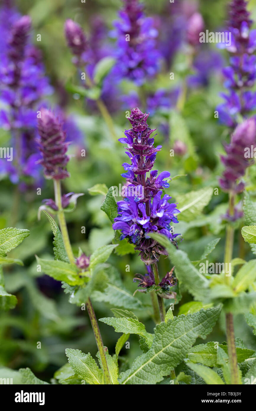 Close up of Salvia Nemorosa Blue Marvel flowering in an English garden, UK Stock Photo
