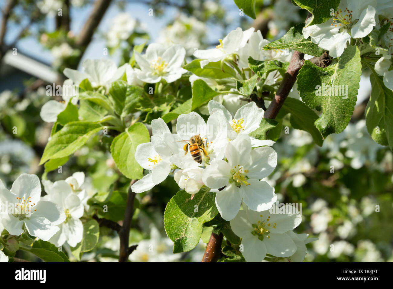 Honey bee pollinating apple blossom in spring garden Stock Photo - Alamy