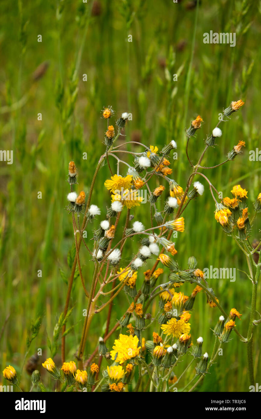 Nipplewort flowers and seed heads Stock Photo