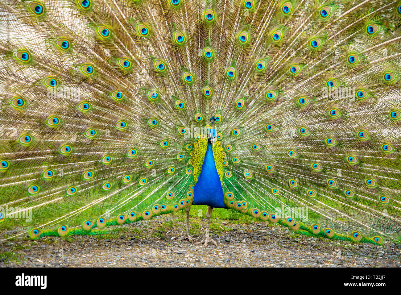 Peacock on territory of medieval castle Blatna in spring time, Czech Republic Stock Photo