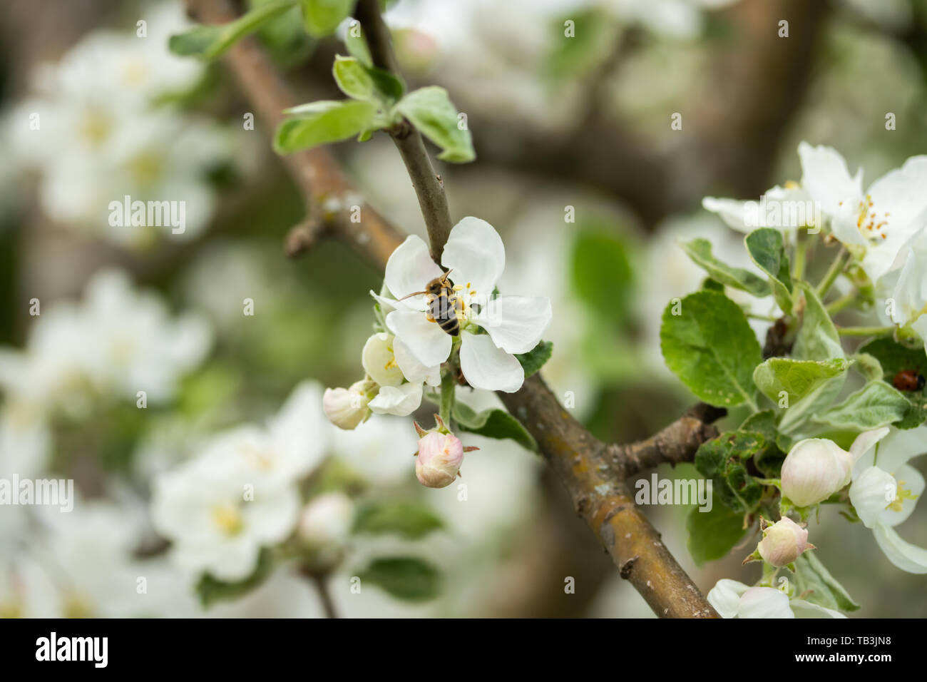 Honey bee pollinating apple blossom in spring garden Stock Photo - Alamy
