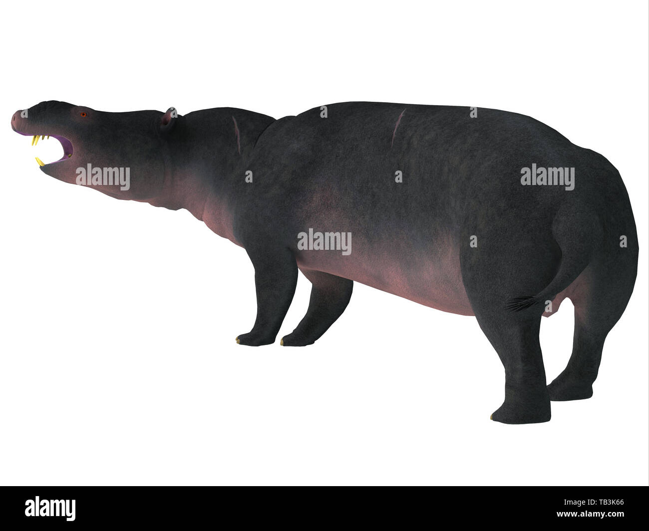 Moeritherium was a rotund semi-aquatic herbivorous mammal that lived in Egypt during the Eocene Period. Stock Photo