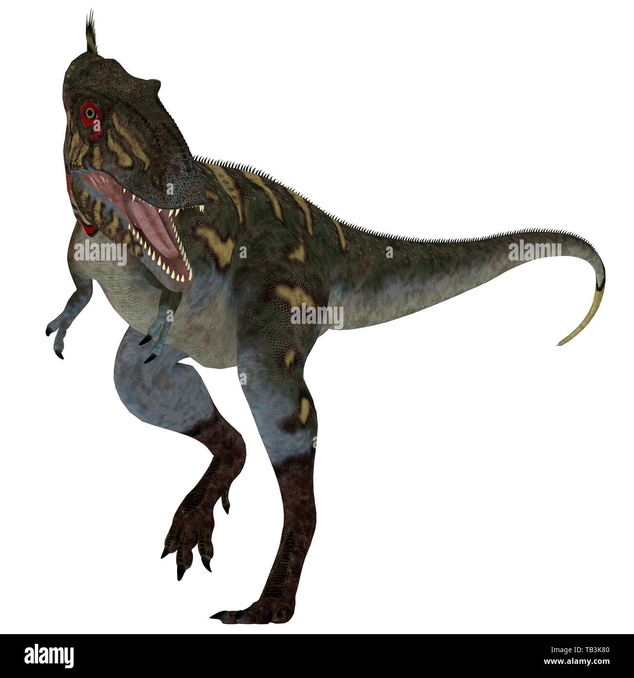 Nanotyrannus on White - Nanotyrannus was a carnivorous theropod dinosaur that lived in North America during the Cretaceous Period. Stock Photo