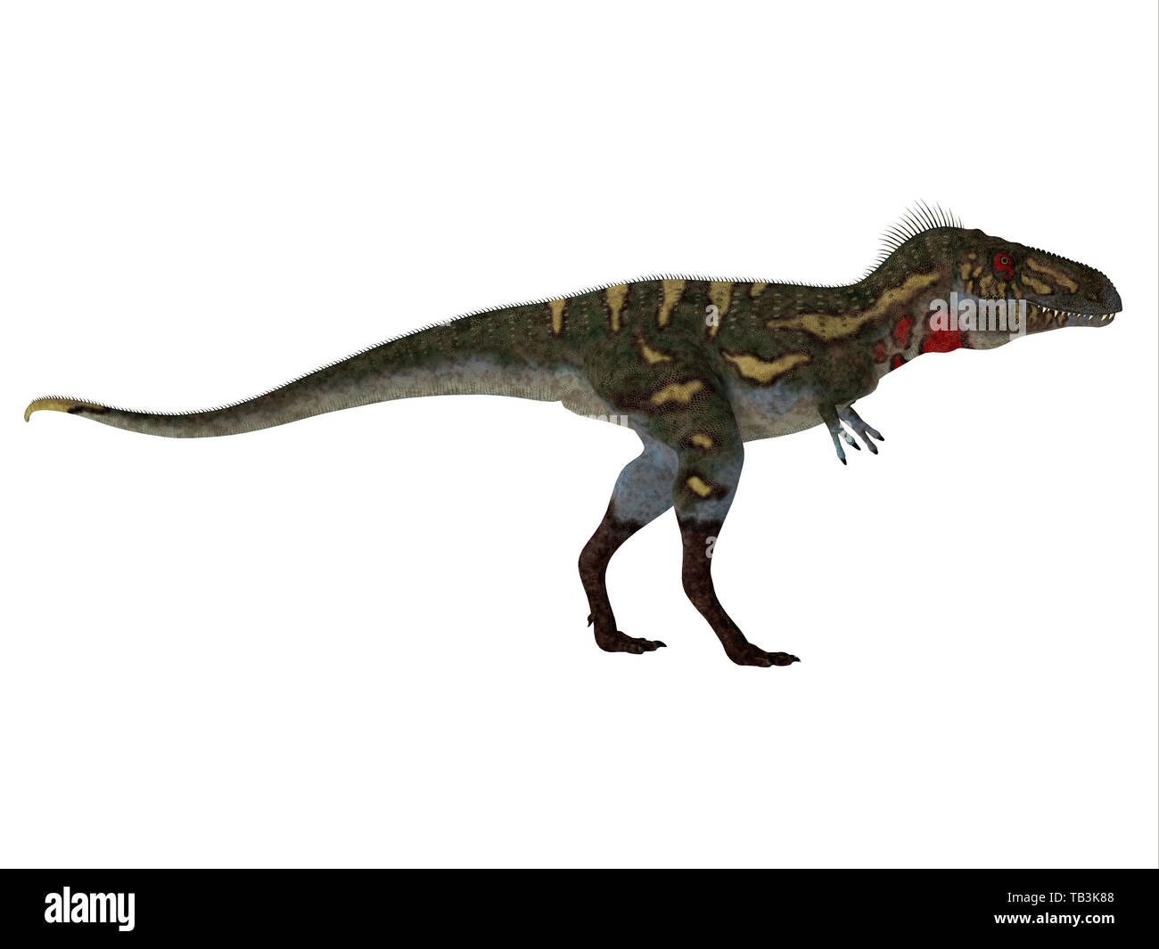 Nanotyrannus Dinosaur Side Profile - Nanotyrannus was a carnivorous theropod dinosaur that lived in North America during the Cretaceous Period. Stock Photo