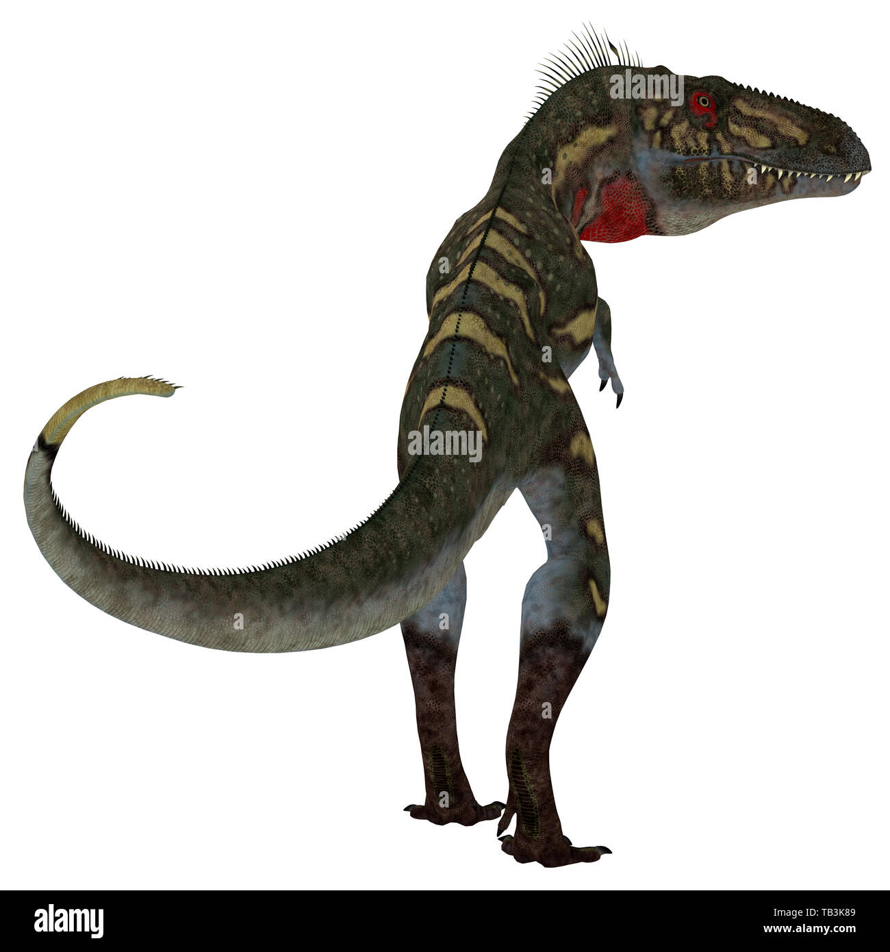Nanotyrannus Dinosaur Tail - Nanotyrannus was a carnivorous theropod dinosaur that lived in North America during the Cretaceous Period. Stock Photo