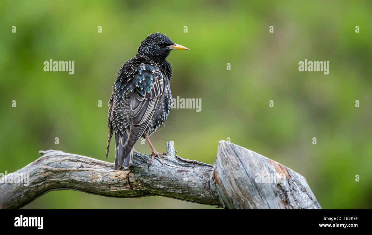 The showy or spectacular plumage of the Starling (Sturnus vulgaris) here perching on the old pine branch while resting with a nice green defocused bac Stock Photo