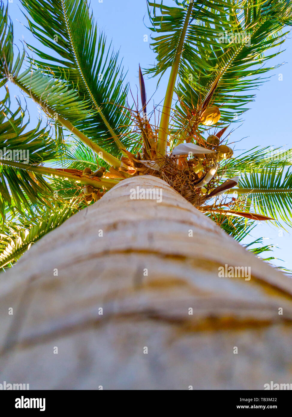 bottom-up photo of a palm tree Stock Photo