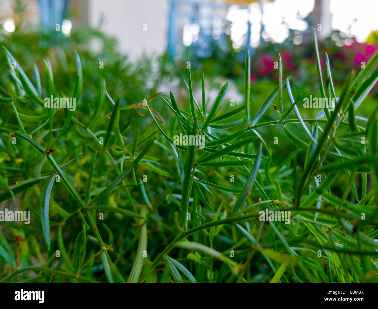 grass sown in a garden Stock Photo