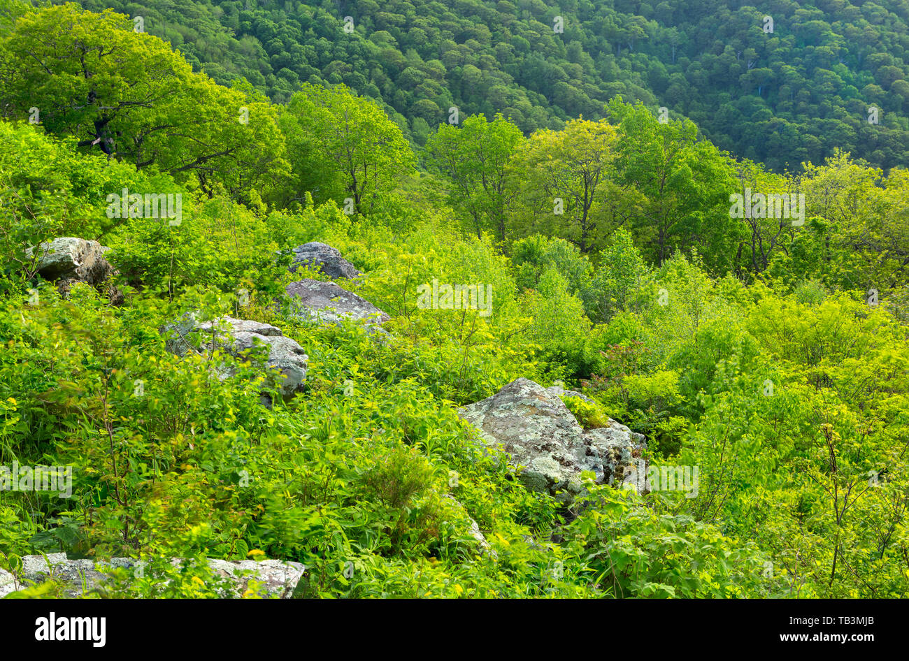 Large rocks surrounded Lush green foliage in a US national park in the ...
