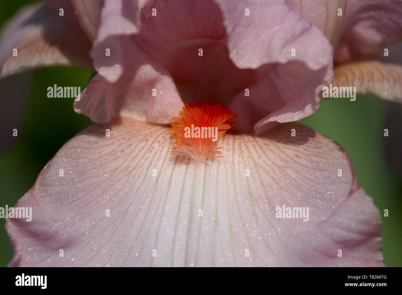 Close up of Peach colored Iris Flower Stock Photo