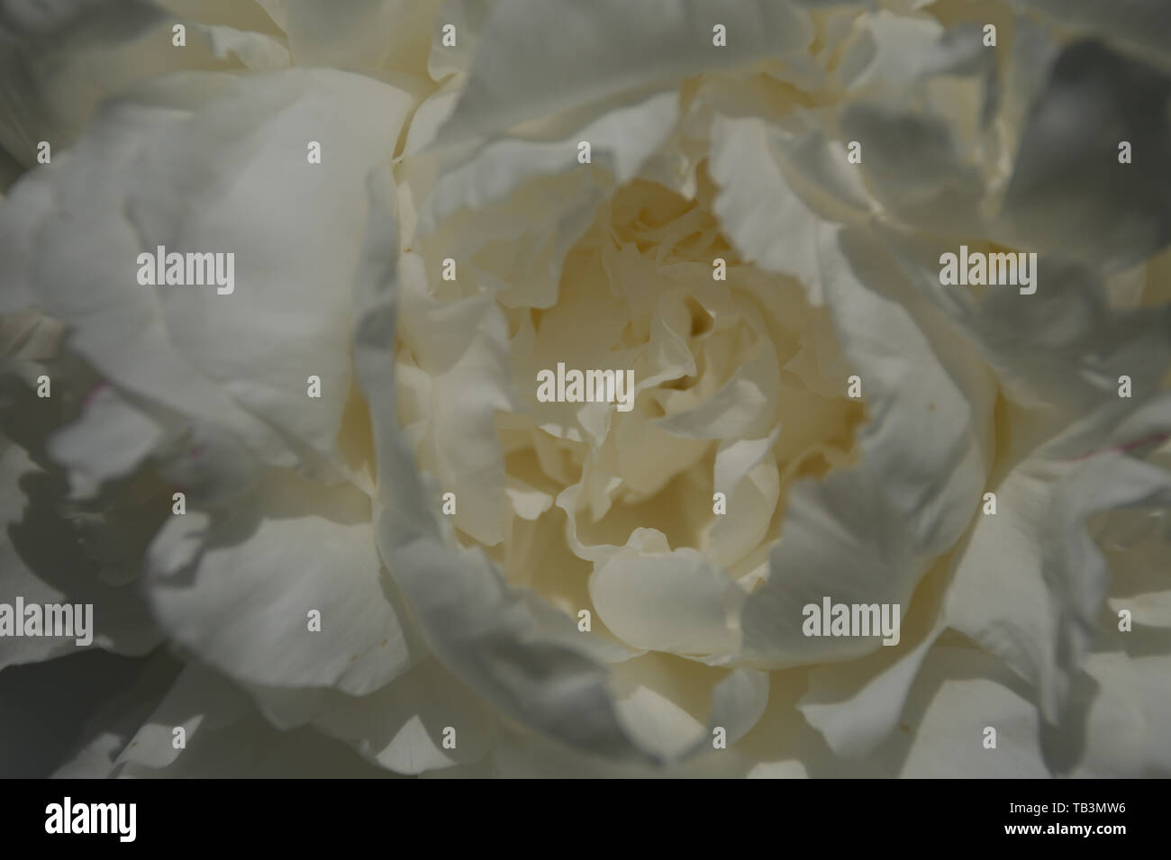Closeup Macro of White Poney Flower Stock Photo
