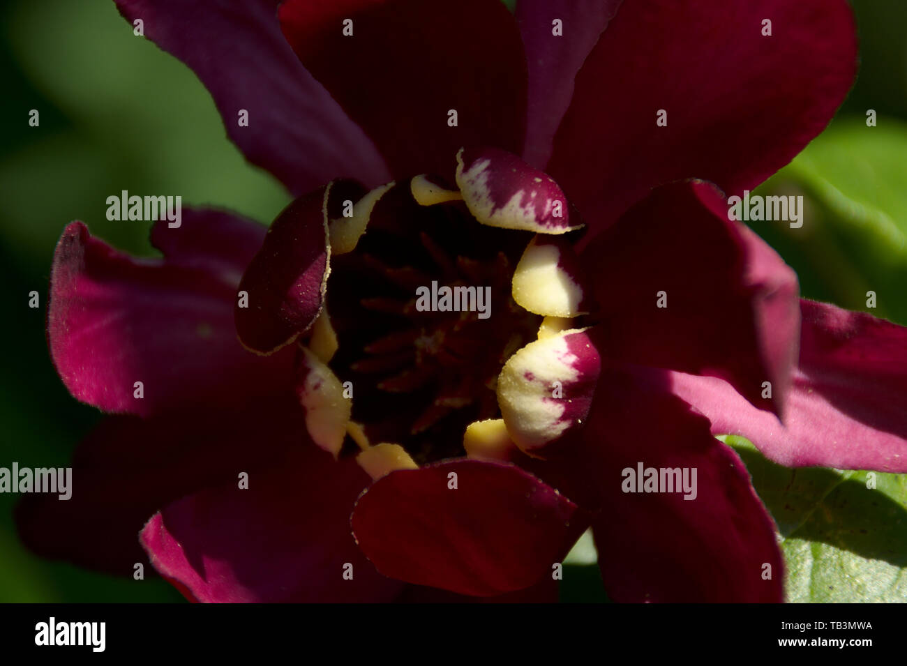 Carolina allspice hires stock photography and images Alamy