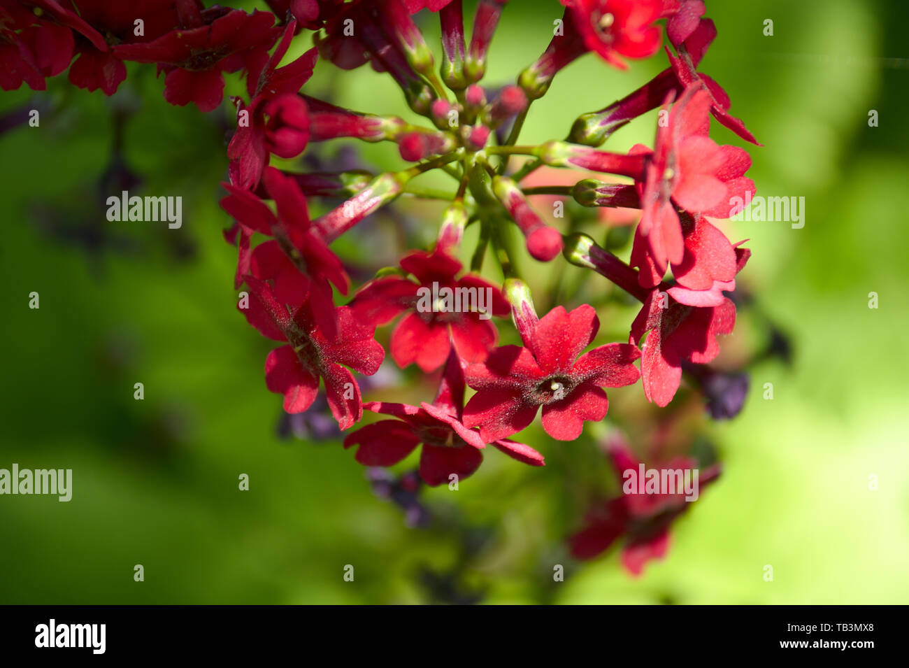 Primula beesiana candelabra primrose in hires stock photography and