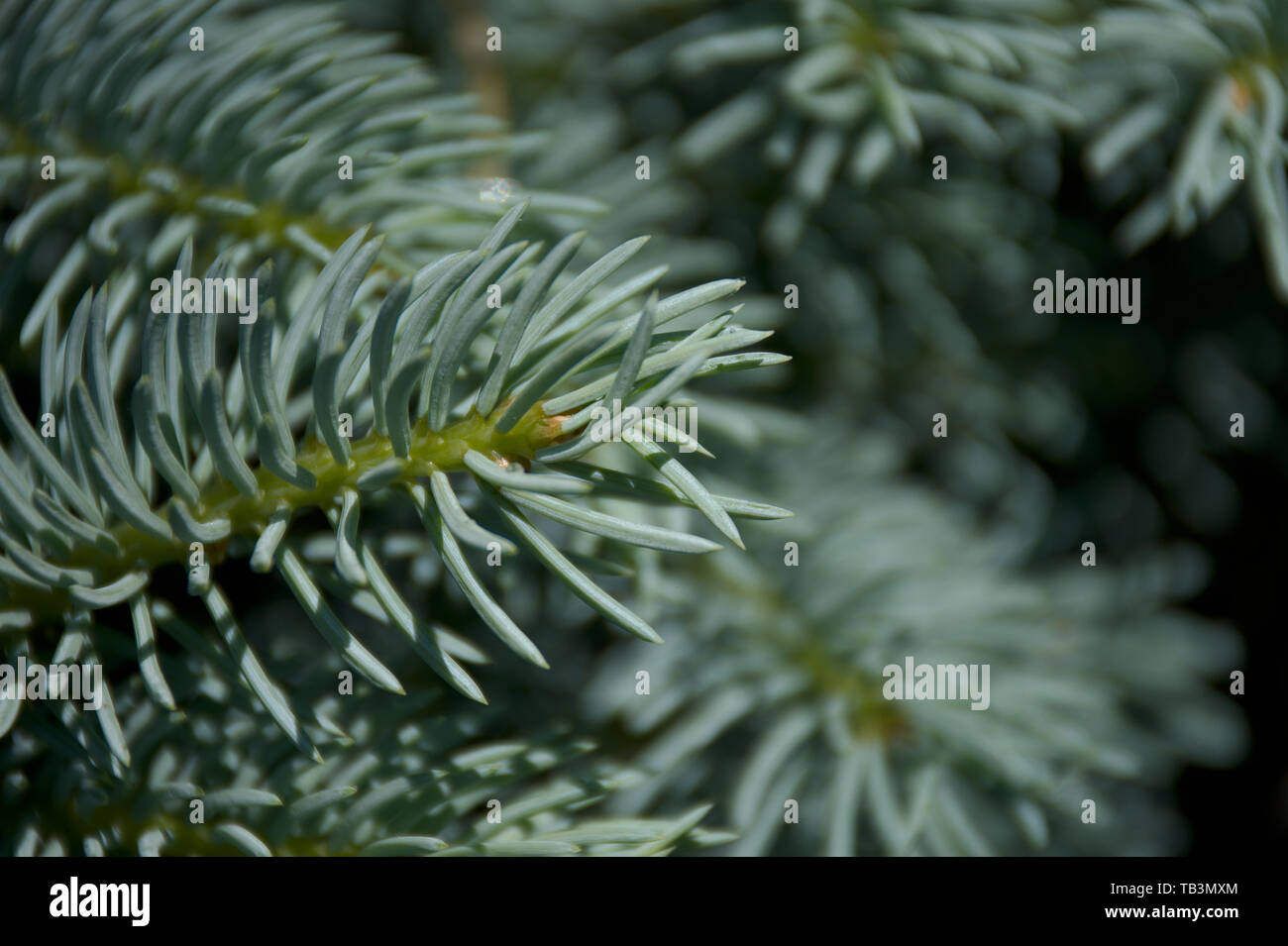 Closeup of Colorado Spruce tree needles Stock Photo