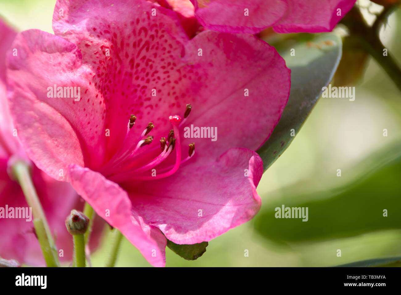 Closeup of Anna Rose Whitney flower bloom Stock Photo