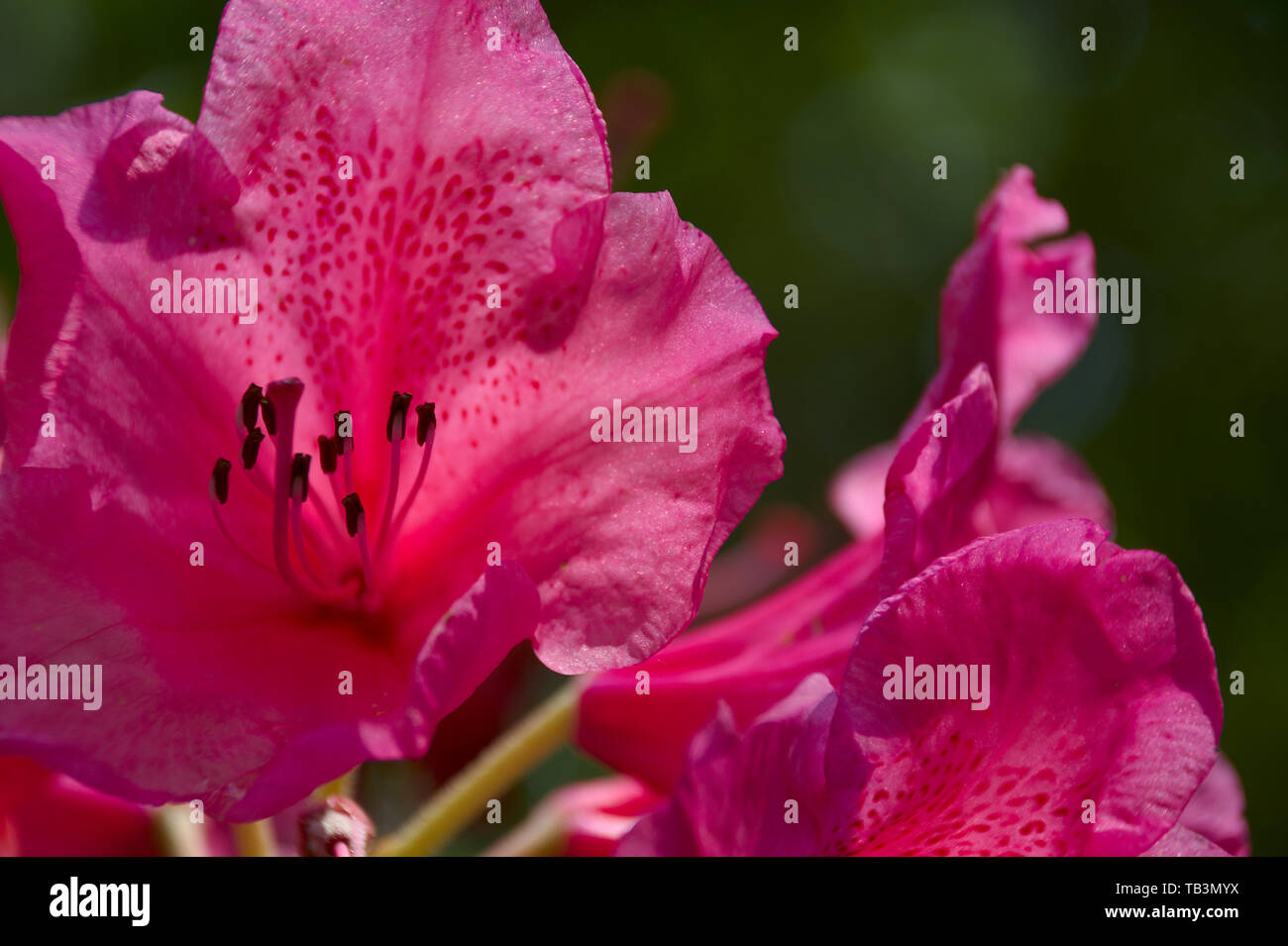 Closeup of Anna Rose Whitney flower bloom Stock Photo