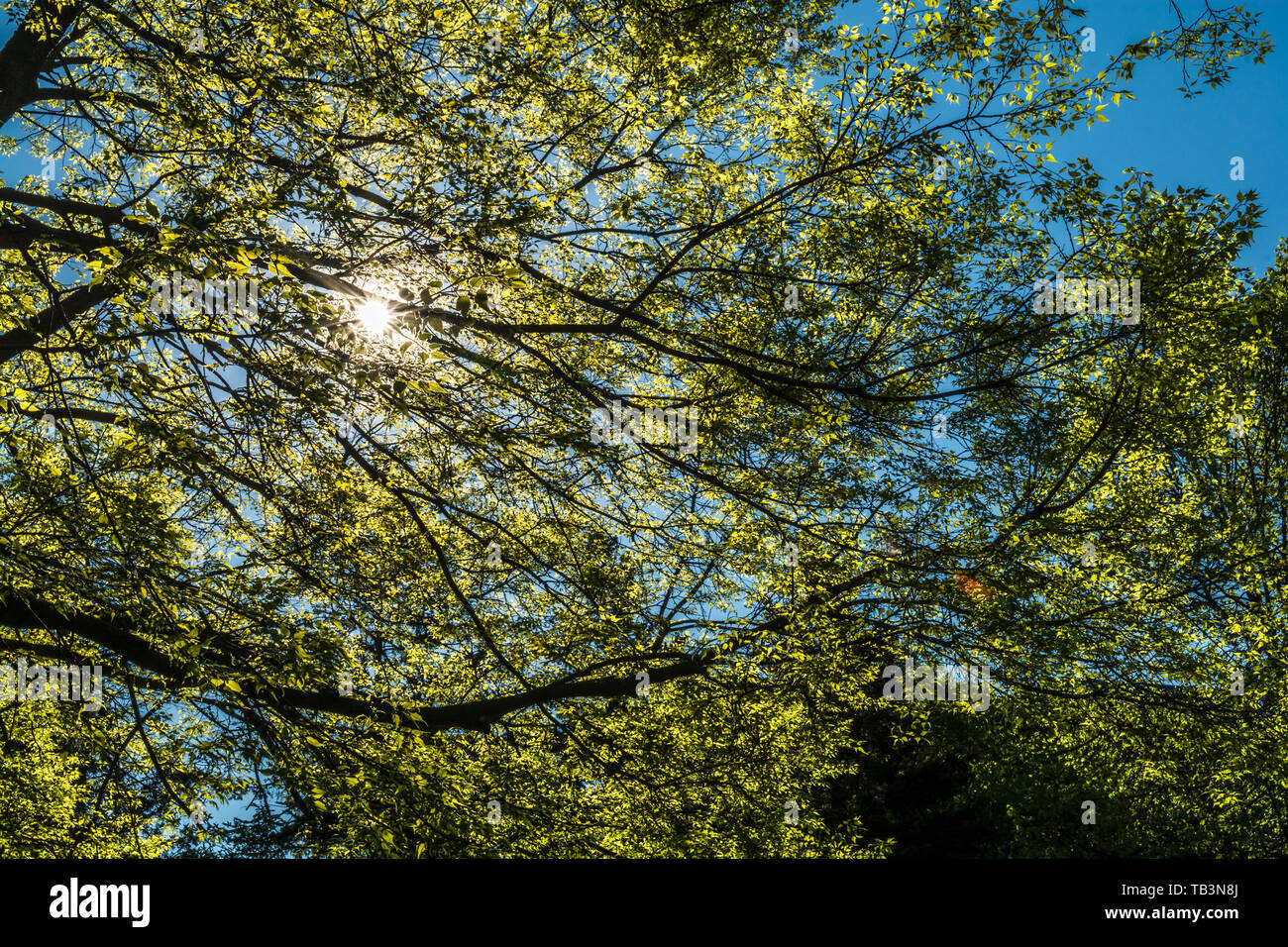 Sun shining though tree branches Stock Photo