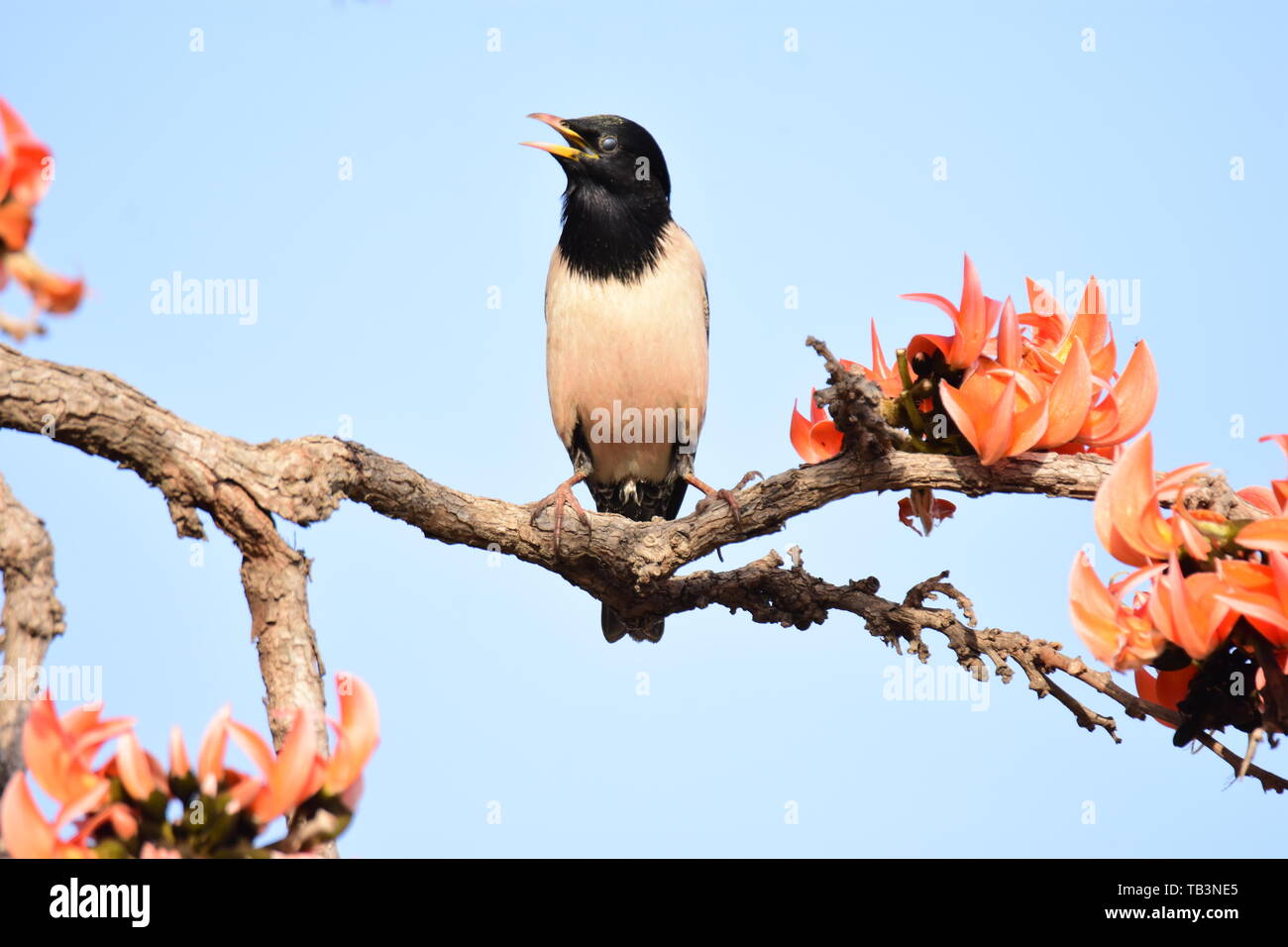 ROSY STARLING ON FLAME-OF-THE FOREST Stock Photo