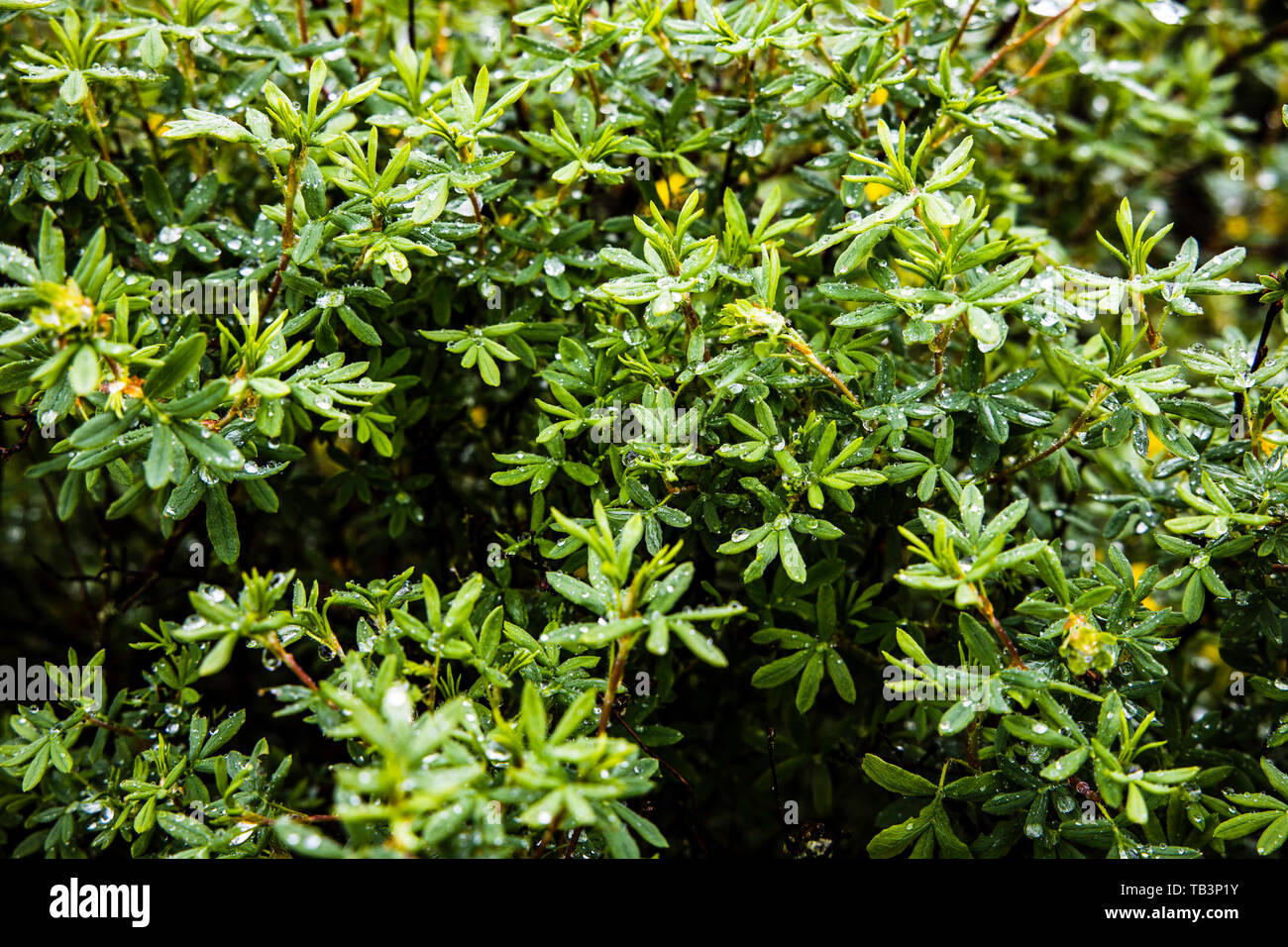 Wet raindrops green wild shrub background Stock Photo