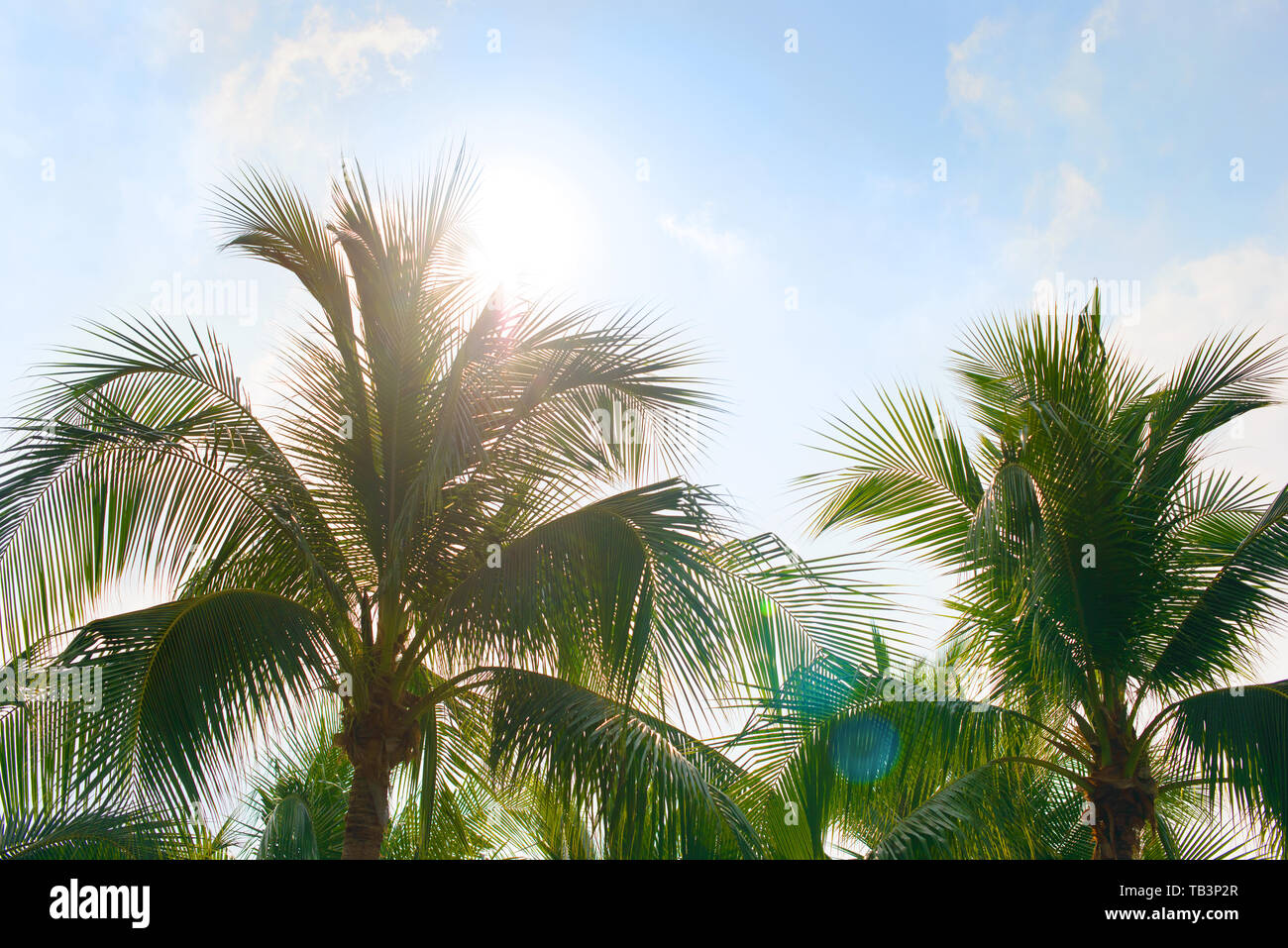 Coconut palm tree leaves with blue sky, tropical palms at sunny summer day. Free copy space. Stock Photo