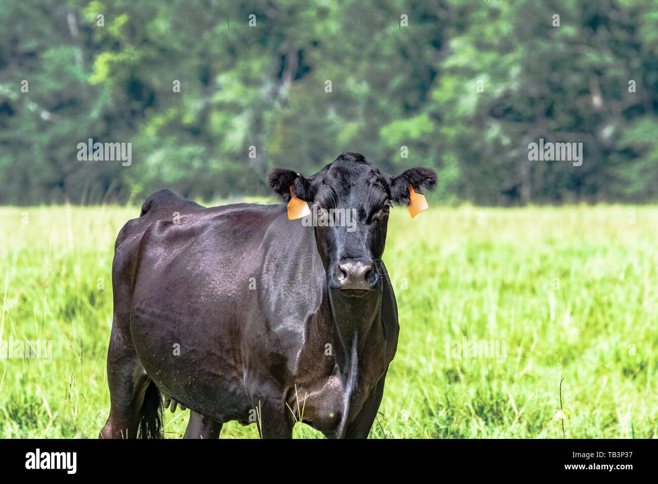 Black Angus beef cow with summer hair coat from the chest up with pasture and treeline in the background Stock Photo