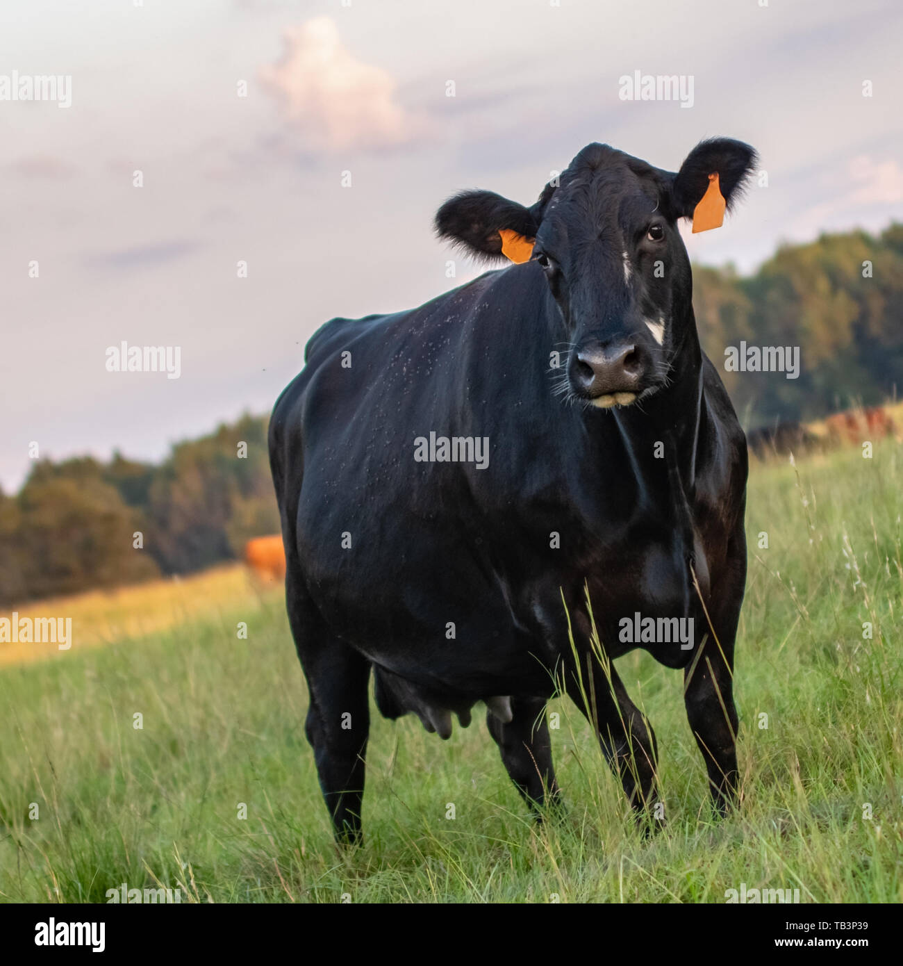 Single Angus crossbred brood cow in the foreground with the rest of the herd out of focus in the background. Square format with dutch tilt. Stock Photo