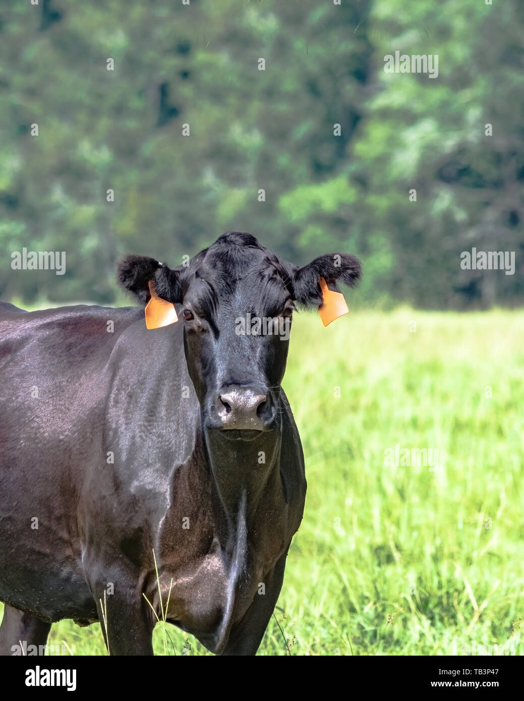 Black Angus cow looking at the camera to the left with blank area to the right - vertical format Stock Photo