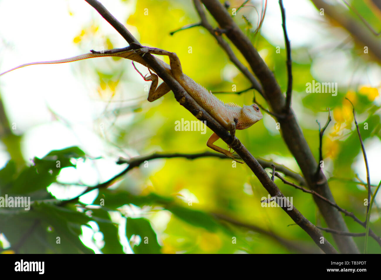 Garden lizard Stock Photo