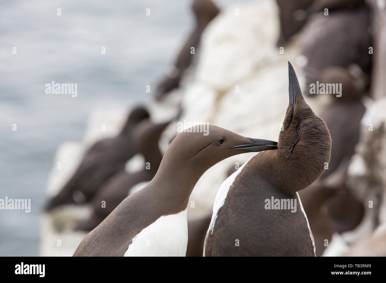 Allopreen Stock Photos & Allopreen Stock Images - Alamy