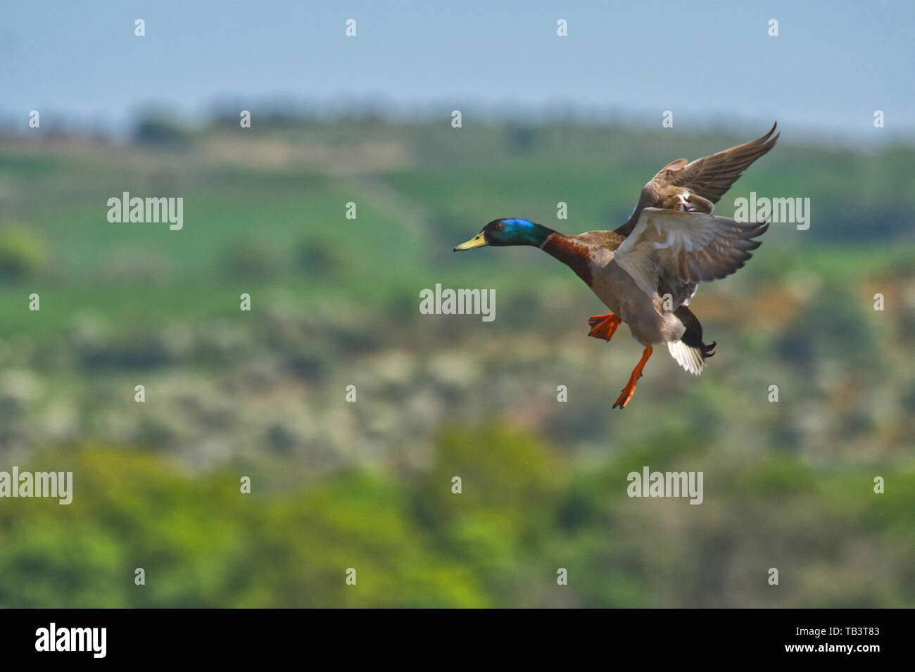 Flight waterfowl hi-res stock photography and images - Alamy