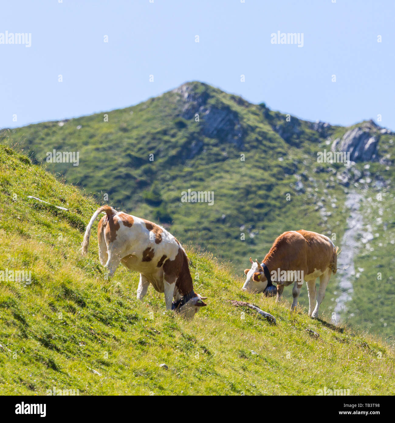 two milk cows in alpine pasture in Switzerland, blue sky Stock Photo ...