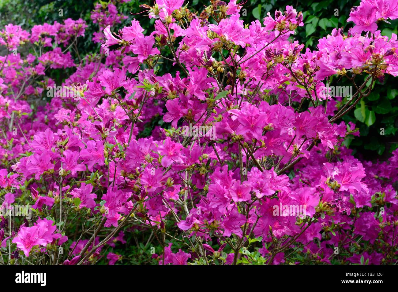 Rhododendron Blue Danube evergreen azalea flowers Stock Photo