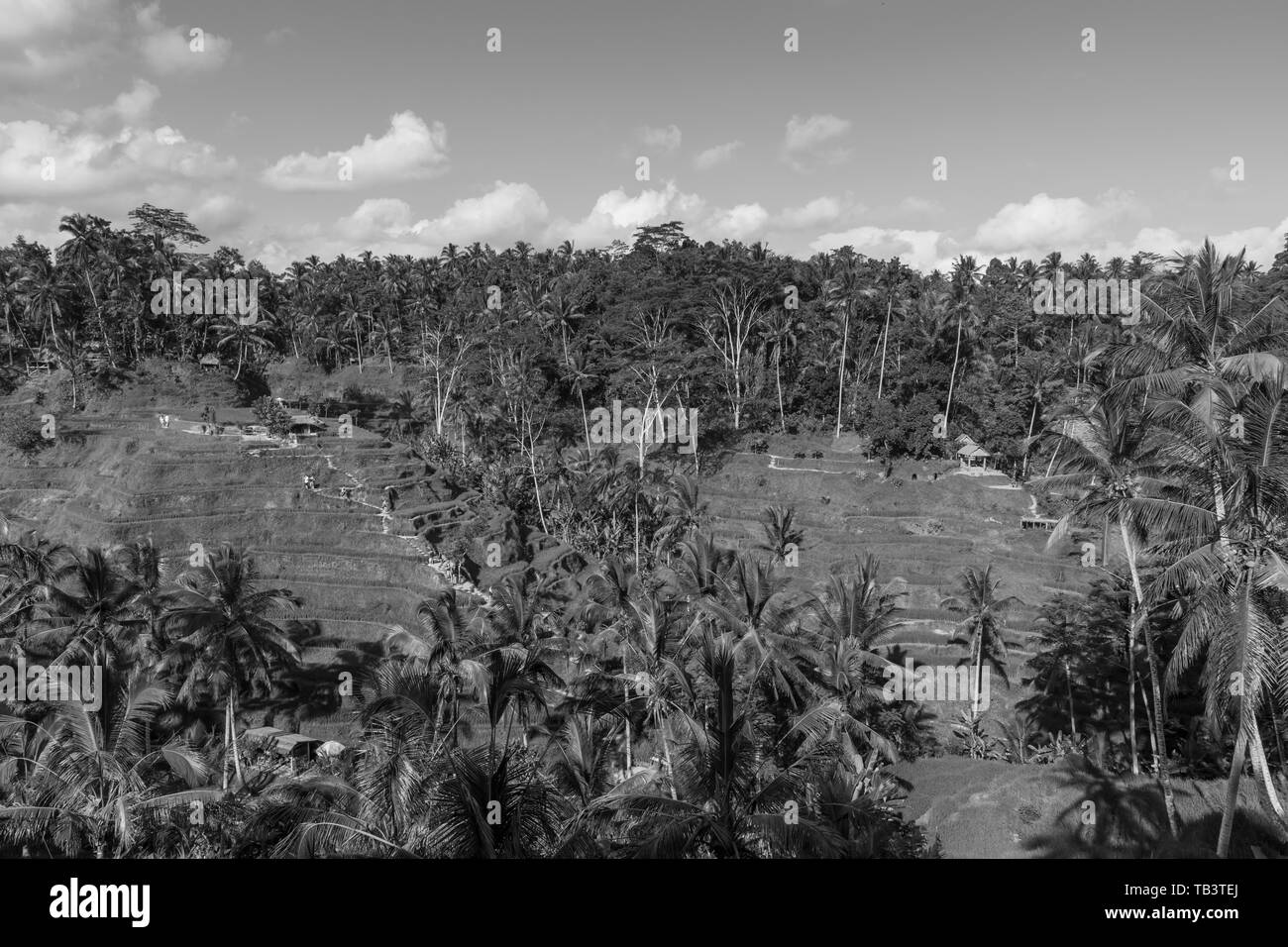 Tegallalang Rice terrace farming in Ubud Bali Indonesia in dramatic black and white Stock Photo