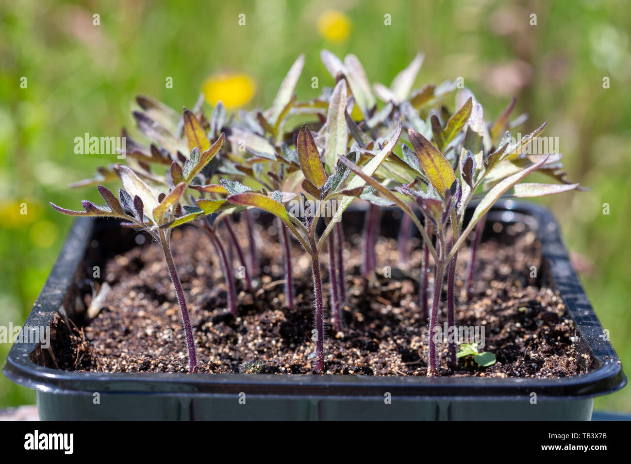 Tomato nursery - Solanaceae - sprouts in black plastic germination tray. Stock Photo