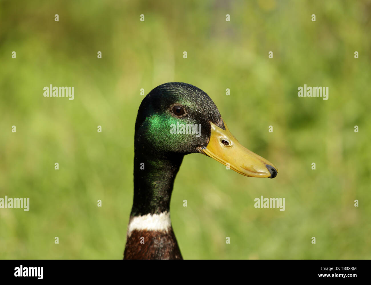 Portrait of a male Mallard duck (anas platyrhynchos) Stock Photo
